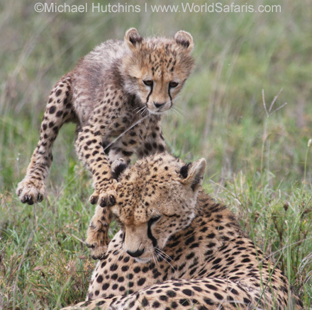 Cheetahs at Play